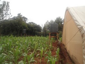 A peaceful day at the farm