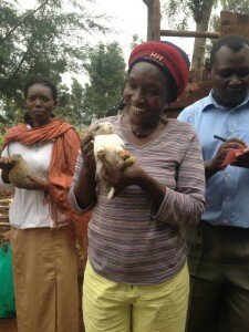 Rabbit Project Update